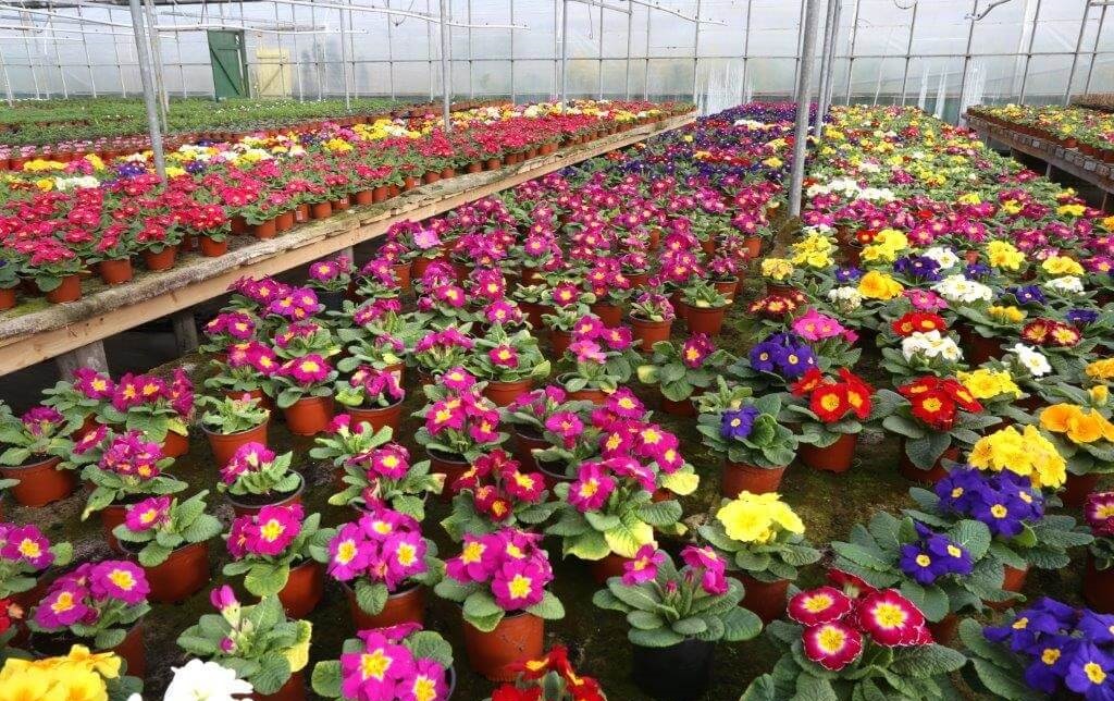 Madden Nurseries Galway