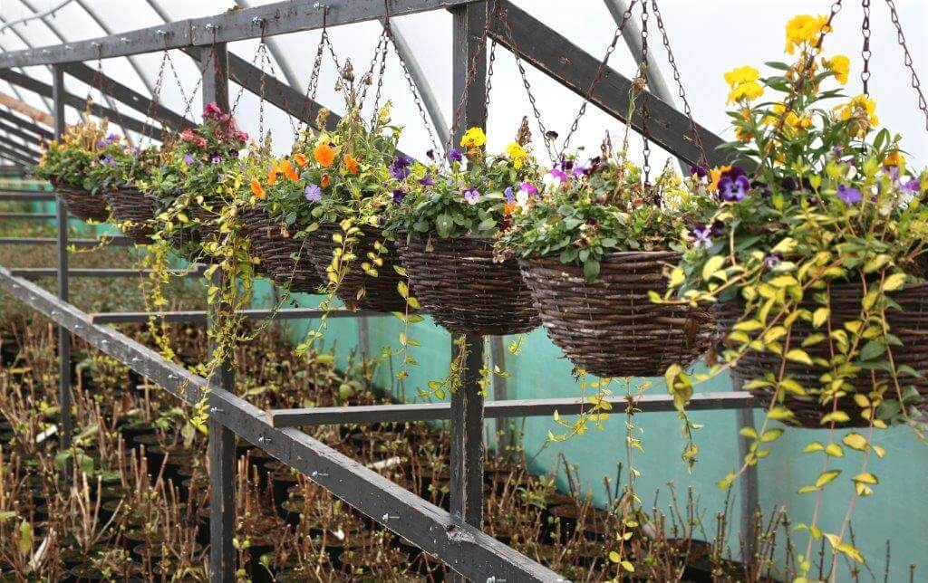 Madden Nurseries Galway