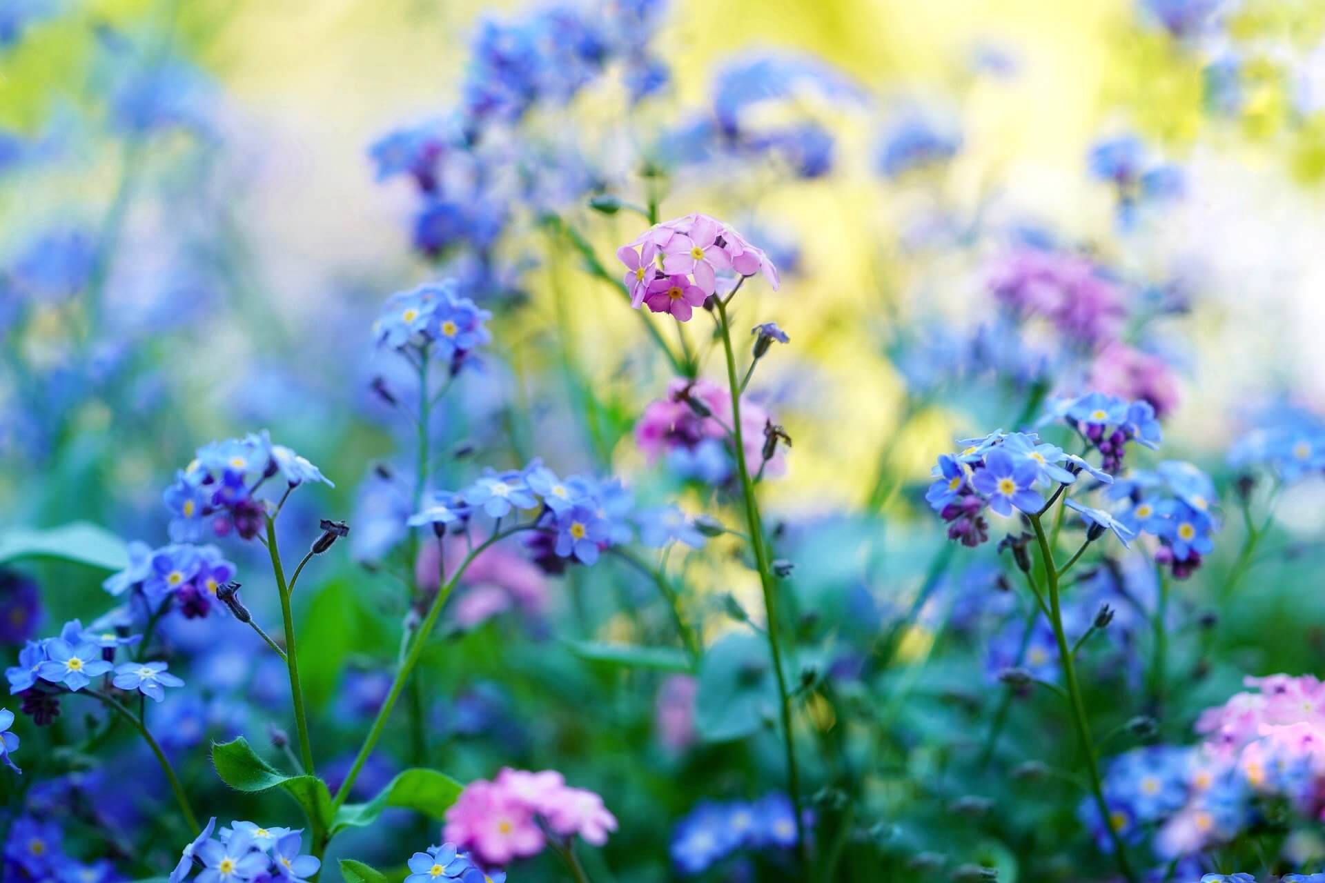 Madden Nurseries Galway