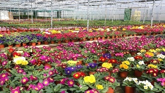 Madden Nurseries Galway