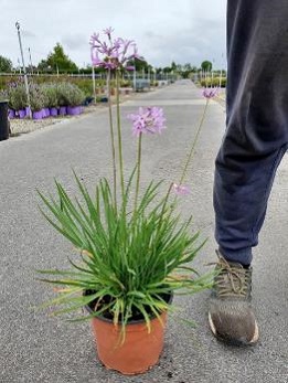 Madden Nurseries Galway