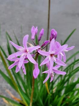 Madden Nurseries Galway